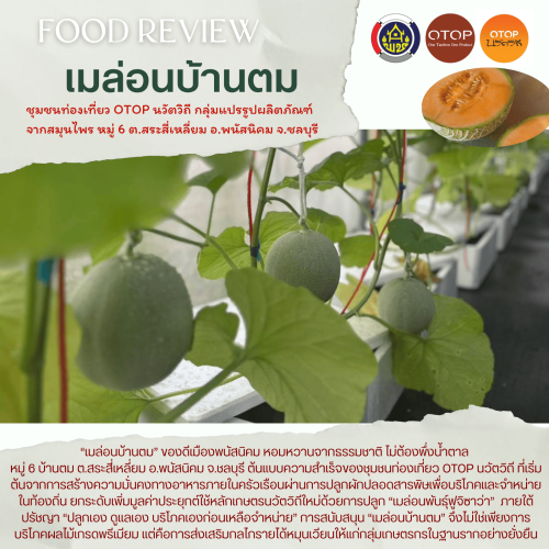 “เมล่อนบ้านตม” ของดีเมืองพนัสนิคม หอมหวานจากธรรมชาติ ไม่ต้องพึ่งน้ำตาล